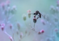 Gros plan d'une mouche voleuse sur un bourgeon floral, Indonésie — Photo de stock
