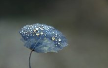 Крупный план росы на голубом осеннем листе, Болгария — стоковое фото
