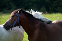 Zwei Pferde, die auf einem Feld stehen und einander pflegen, Bulgarien — Stockfoto