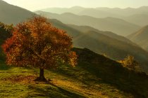 Árbol de otoño en el paisaje de montaña, Bulgaria - foto de stock
