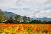 Wunderschöne Landschaft mit einem Blumenfeld und blauem Himmel — Stockfoto