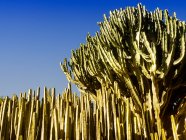 Großaufnahme großer Kakteenpflanzen, die in Lavafeld auf Lanzarote, Kanarische Inseln, Spanien wachsen — Stockfoto