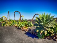 Кактусы растут на полях лавы, Лароте, Канарские острова, Испания — стоковое фото