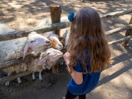 Ragazza che nutre un gruppo di pecore in un recinto per animali, Italia — Foto stock