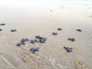 Bébé tortues de mer sur la plage, Basse Californie, Mexique — Photo de stock