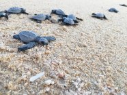 Baby Sea Turtles sulla spiaggia, Baja California, Messico — Foto stock