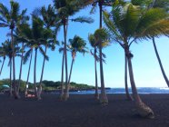 Palmen im Wind am schwarzen Sandstrand von Kona, Hawaii, USA — Stockfoto