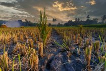 Plantes de riz dans une rizière après la récolte, Sumbawa, West Nusa Tenggara, Indonésie — Photo de stock