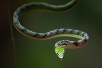 Serpent de vigne asiatique sur une branche d'arbre, Indonésie — Photo de stock
