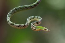 Serpent de vigne asiatique sur une branche d'arbre, Indonésie — Photo de stock