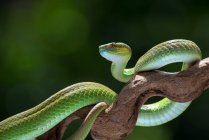 White-lipped island pit viper coiled around a tree branch, Indonesia — Stock Photo