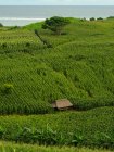 Campi di mais che crescono nelle colline, Mandalika, Lombok, Indonesia — Foto stock