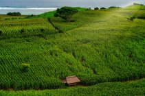 Campos de milho crescendo em colinas, Mandalika, Lombok, Indonésia — Fotografia de Stock