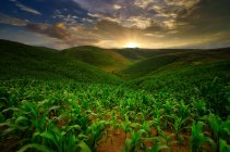 Кукурузные поля, растущие на холмах, Мандалика, Ломбок, Индонезия — стоковое фото