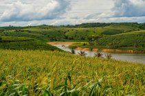 Maisfelder, die entlang des Flusses Mandalika, Lombok, Indonesien wachsen — Stockfoto