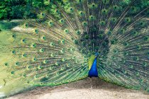 Portrait of a peacock, Italy — Stock Photo