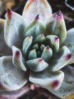 Close-up de uma planta suculenta, Califórnia, EUA — Fotografia de Stock