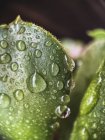 Крупный план суккулентного листа, покрытого каплями дождя, Калифорния, США — стоковое фото