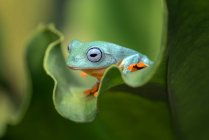 Green flying tree frog sitting on an anthurium leaf, Indonesia — Stock Photo
