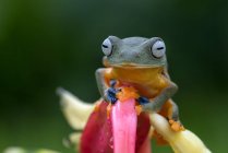 Green flying tree frog sitting on a flower, Indonesia — Stock Photo