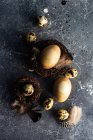 Huevos de codorniz en el nido sobre fondo oscuro - foto de stock