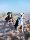 Old Chocolate labrador dog and mixed pointer dog sitting on beach, California, USA — Stock Photo