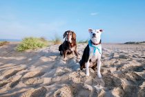 Старая хохлабрадорская собака и собака-поводырь, сидящие на пляже, Калифорния, США — стоковое фото