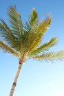 Низкий угол обзора пальмы на фоне голубого неба, Канкун, Кинтана-Ру, Мексика — стоковое фото