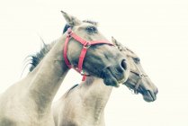 Close-up de dois cavalos polacos Konik, Polónia — Fotografia de Stock