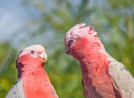 Две птицы в дереве, глядящие друг на друга, Австралия — стоковое фото