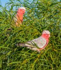 Dos pájaros galah en un árbol, Australia - foto de stock