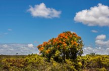 Árbol de Navidad de Australia Occidental en el paisaje rural, Australia Occidental, Australia - foto de stock