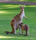 Uccello seduto accanto a una madre canguro grigio occidentale con il suo joey, Australia — Foto stock