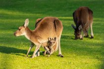 Famille du kangourou gris occidental sur une herbe, Australie — Photo de stock