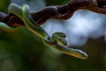 Duas cobras de Trimeresurus albolabris em um acasalamento de árvore, Indonésia — Fotografia de Stock