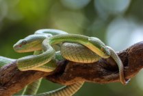 Duas cobras de Trimeresurus albolabris em um acasalamento de árvore, Indonésia — Fotografia de Stock