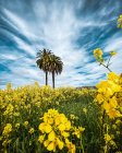 Deux palmiers dans un champ de fleurs sauvages jaunes, Californie, États-Unis — Photo de stock
