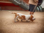 Donna in piedi in strada con un cane testardo — Foto stock