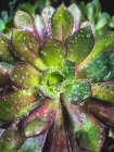 Aeonium succulent plant covered in rain droplets, California, USA — Foto stock