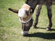 Close-up of a donkey wearing a straw hat grazing in a meadow, Italy — Stock Photo
