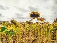 Соняшникове поле в сільській місцевості — стокове фото