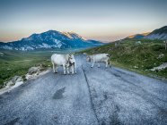 Красивий ісландський пейзаж з стадом овець у горах — стокове фото