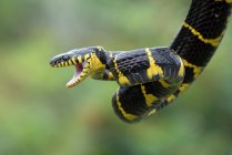 Крупный план золотой кошачьей змеи с открытым ртом, Индонезия — стоковое фото