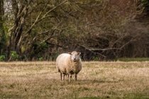 Retrato de una oveja de pie en un campo, Canadá - foto de stock