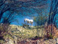Weißes Wildpferd auf einem Hügel, Abruzzen, Italien — Stockfoto