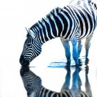 Retrato de uma zebra em pé em um poço de água potável, África do Sul — Fotografia de Stock