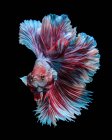Porträt eines roten und blauen Beta-Fisches vor schwarzem Hintergrund — Stockfoto