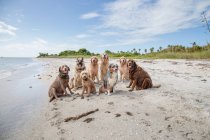 Восемь собак сидят на пляже, Флорида, США — стоковое фото