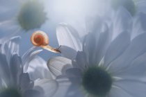Primo piano di una lumaca in miniatura su un fiore bianco, Indonesia — Foto stock