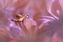 Збільшення мініатюрного равлика і краплі роси на рожеву квітку, Індонезія. — стокове фото